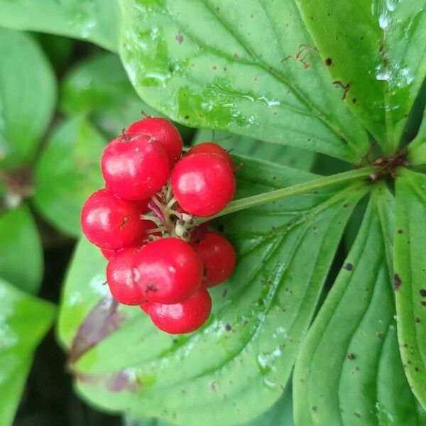 Cornus canadensis Fruit