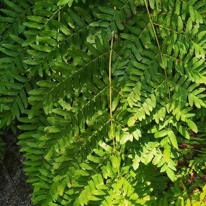 Osmunda regalis Blad