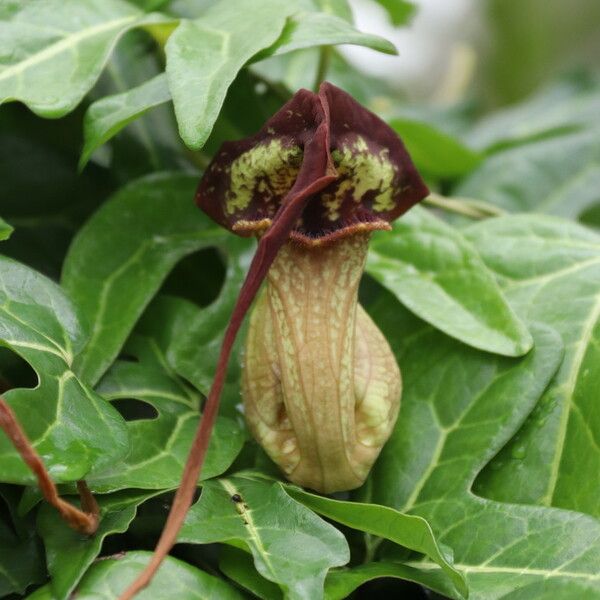 Aristolochia trilobata ᱵᱟᱦᱟ