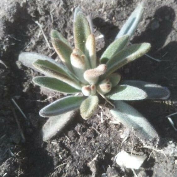 Kalanchoe tomentosa Frunză