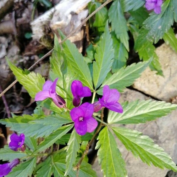 Cardamine pentaphyllos Cvet