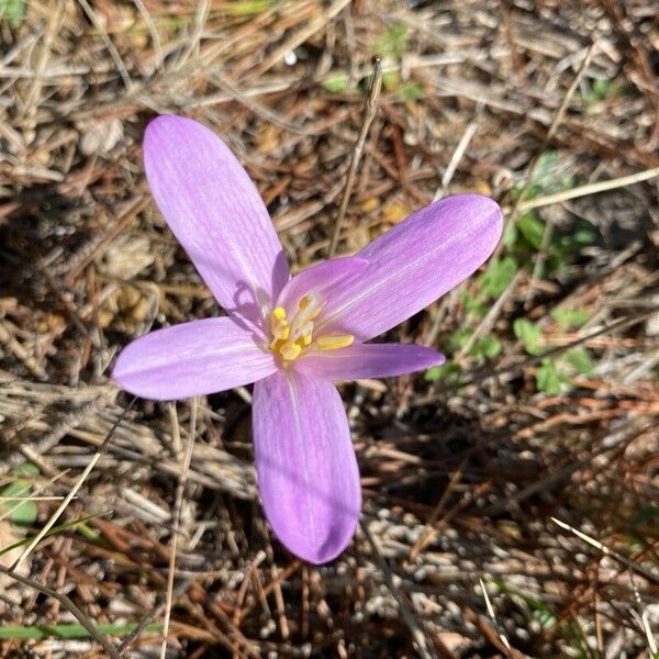 Colchicum longifolium Flor