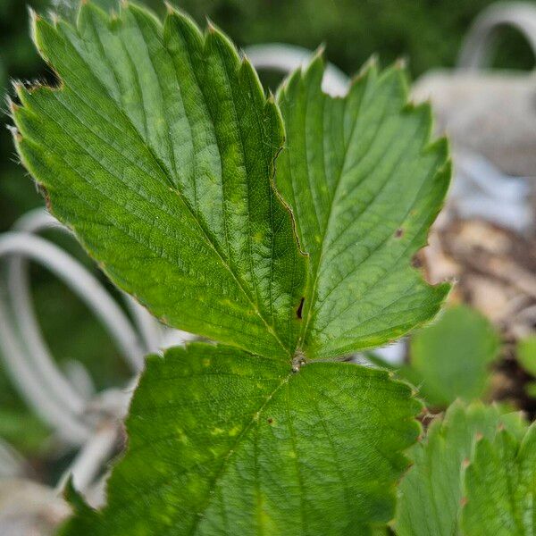 Fragaria viridis 叶