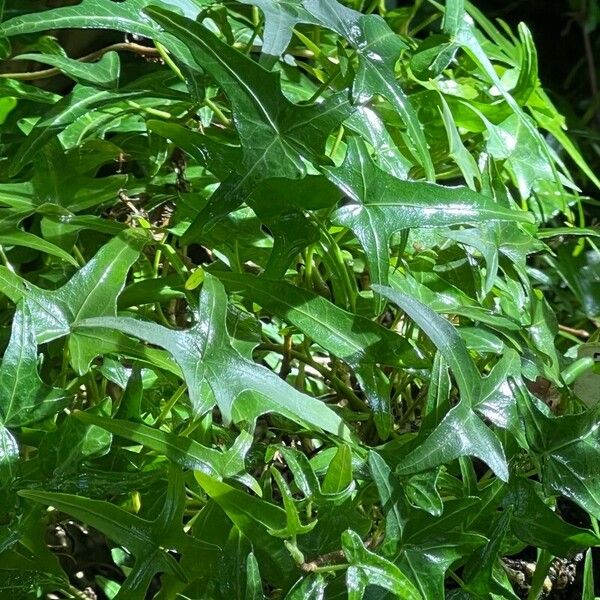 Hedera nepalensis Leaf