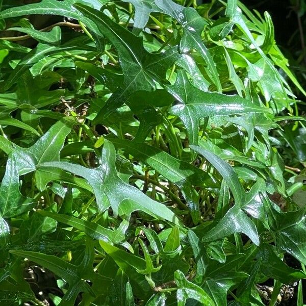 Hedera nepalensis Φύλλο