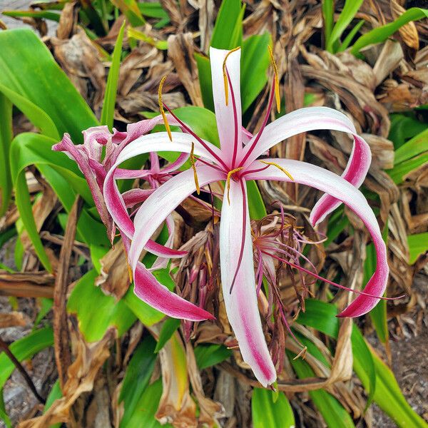 Crinum × amabile Цветок