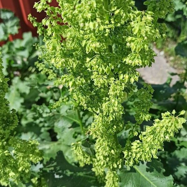 Rumex confertus ᱵᱟᱦᱟ