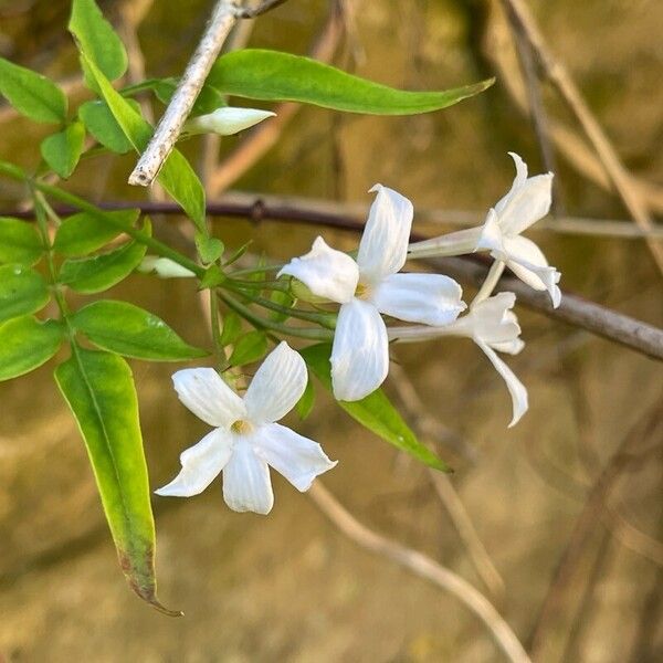 Jasminum officinale Cvet