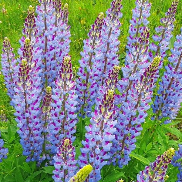 Lupinus polyphyllus Flor