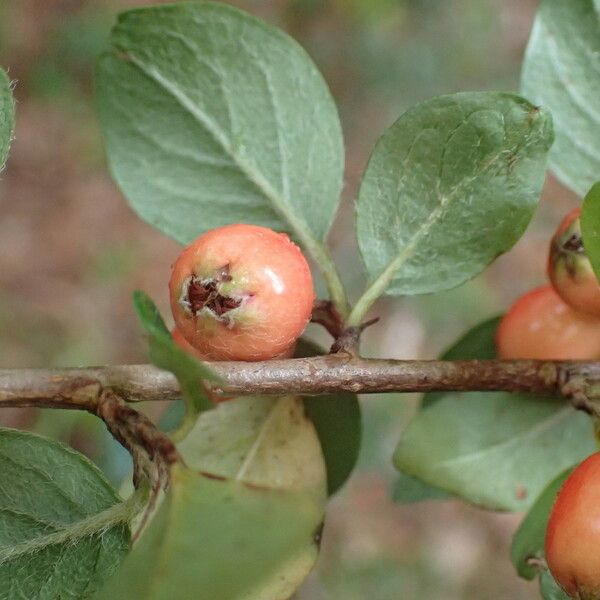 Cotoneaster simonsii Frugt