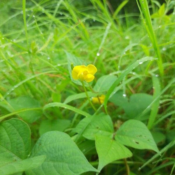 Vigna umbellata 花