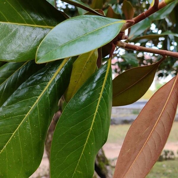 Magnolia grandiflora Foglia