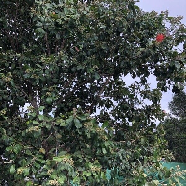 Metrosideros excelsa (New zealand christmastree)