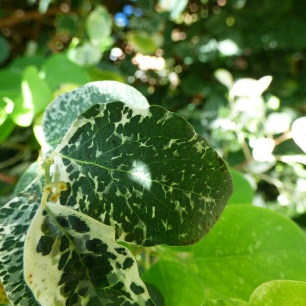 Breynia disticha Leaf