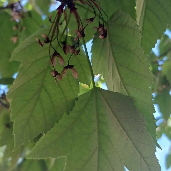 Acer tataricum Φύλλο