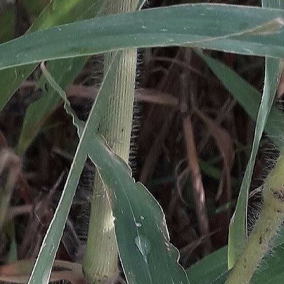 Panicum miliaceum Кара