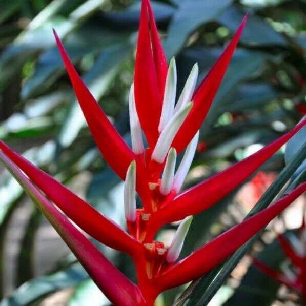 Heliconia angusta Flor