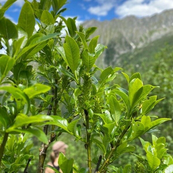 Salix glabra برگ