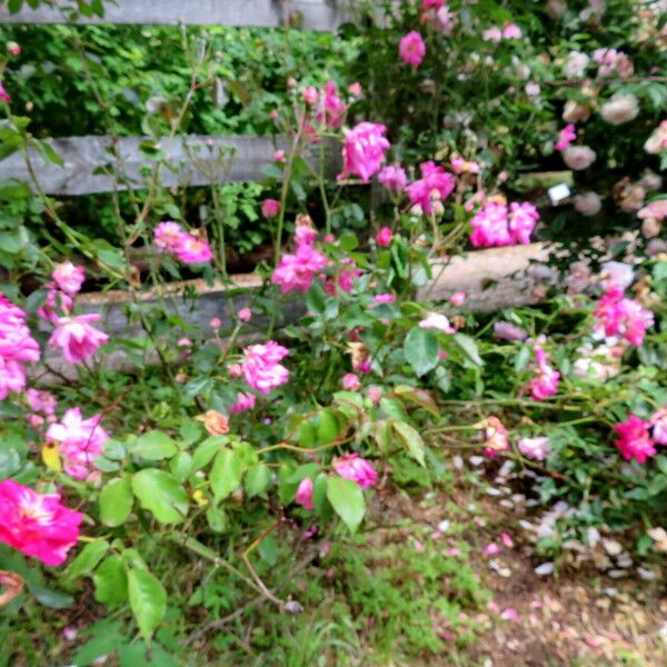 Rosa chinensis Yeri