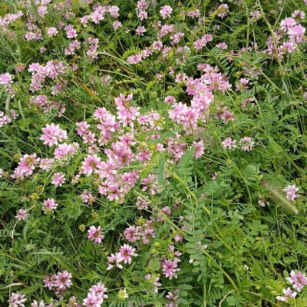 Coronilla varia موطن