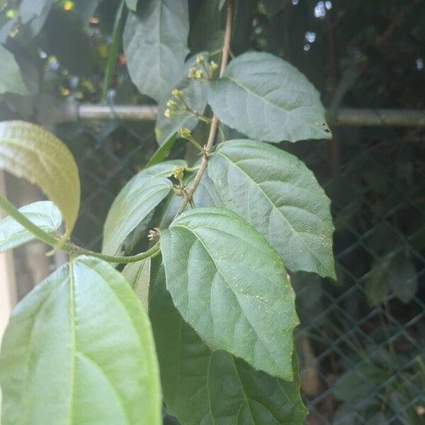Mallotus philippensis Leaf