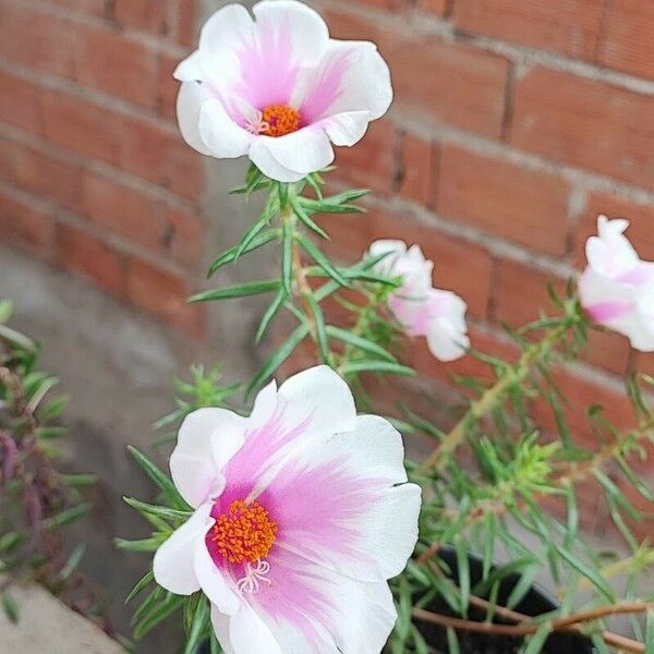 Portulaca grandiflora Flower