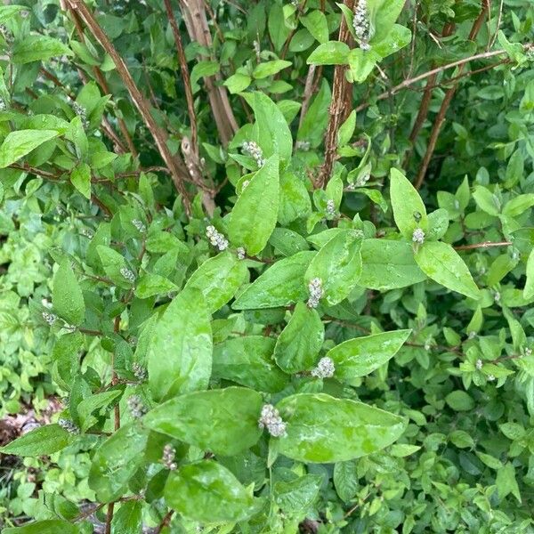 Deutzia gracilis 叶