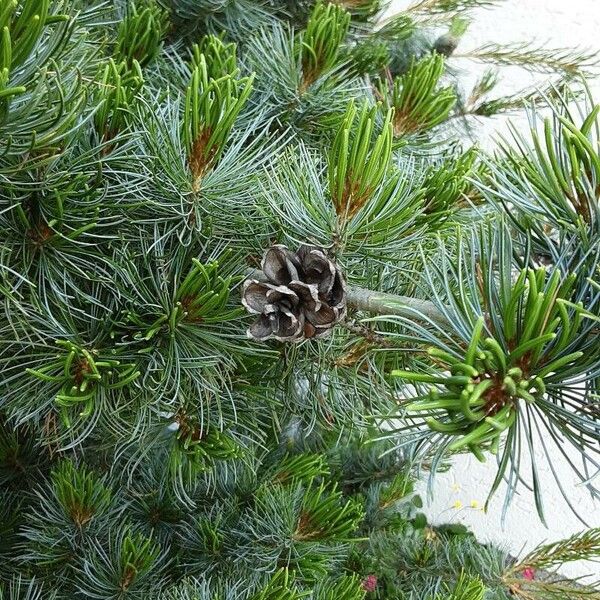 Pinus parviflora Hedelmä