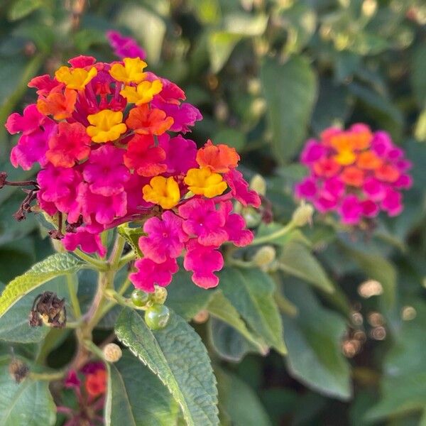 Lantana camara Кветка