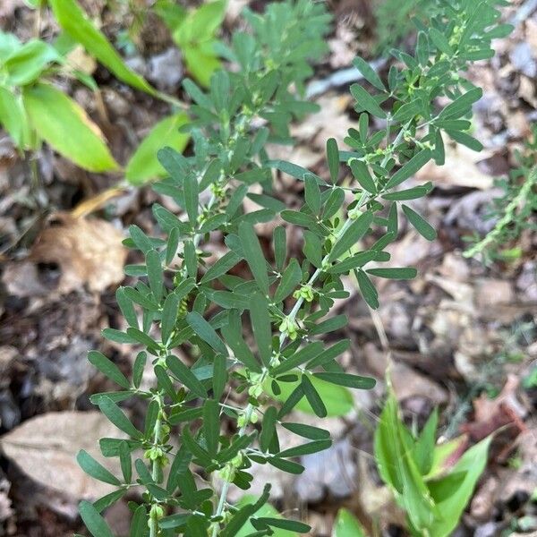 Lespedeza cuneata Lapas