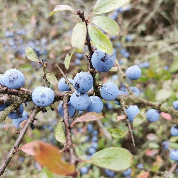 Prunus spinosa 果實