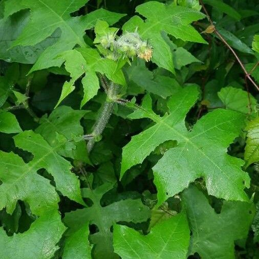 Polymnia canadensis Flower