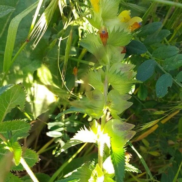 Rhinanthus alectorolophus Blomst