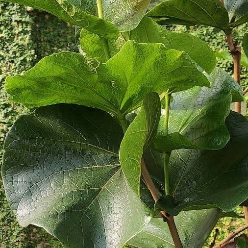 Coccoloba pubescens برگ