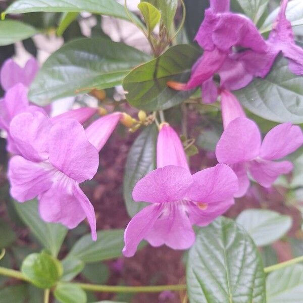 Bignonia magnifica Flor