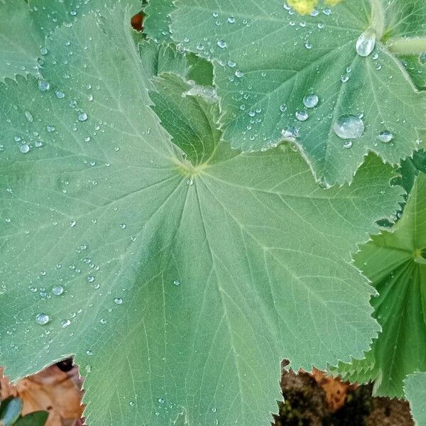 Alchemilla mollis Leaf