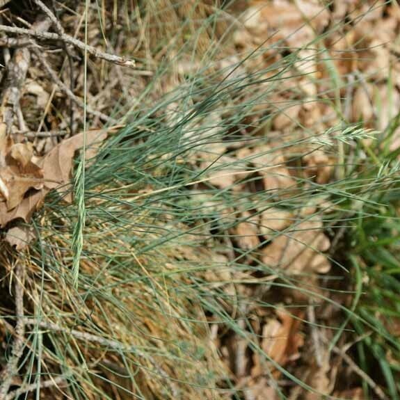 Festuca valesiaca Alkat (teljes növény)