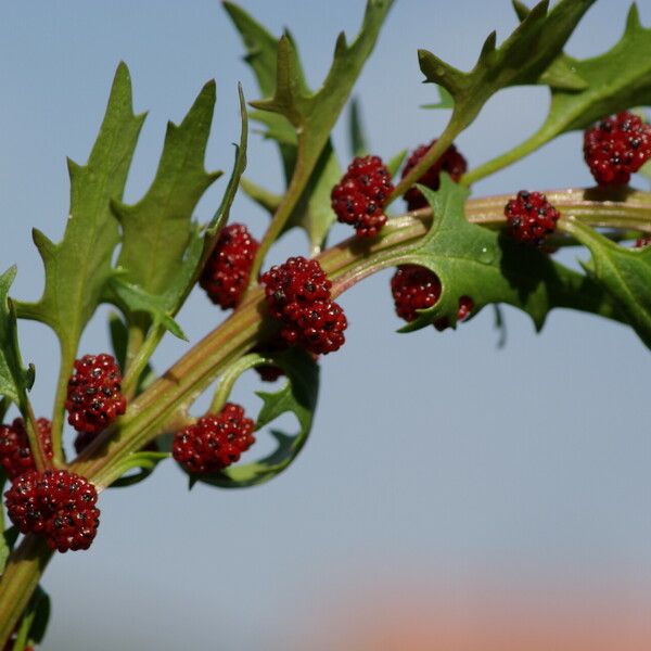 Blitum virgatum Fruto