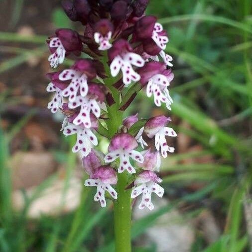 Neotinea ustulata Flower