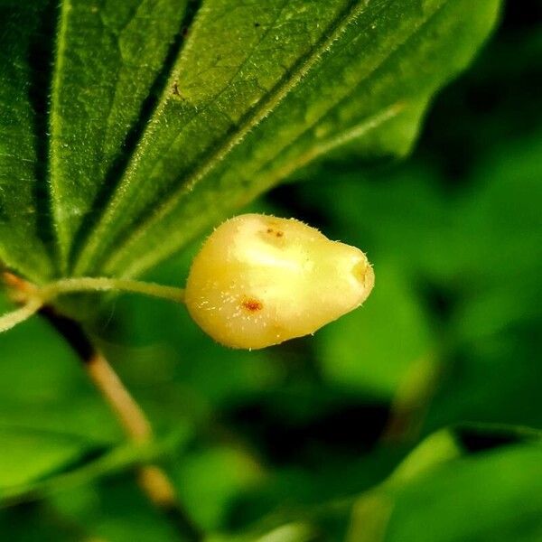 Prosartes hookeri Fruit