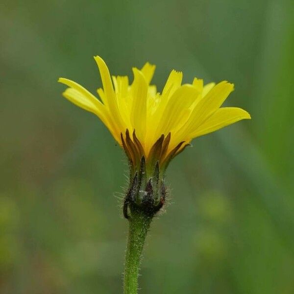 Leontodon hispidus Flower