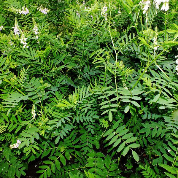 Galega officinalis Lapas