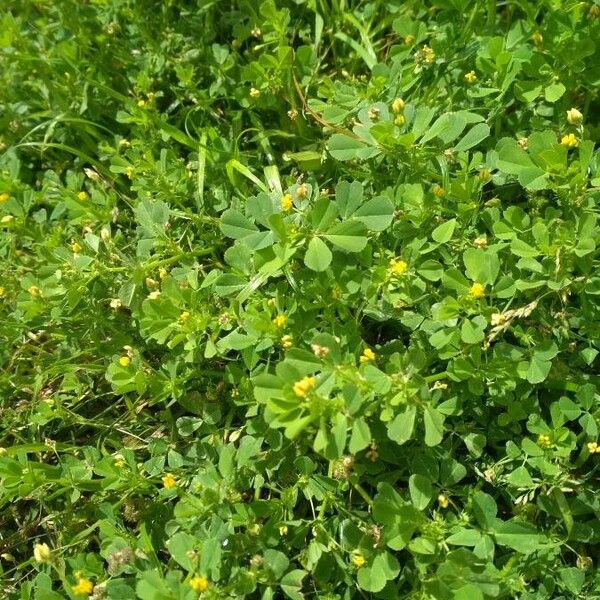 Medicago polymorpha Floro