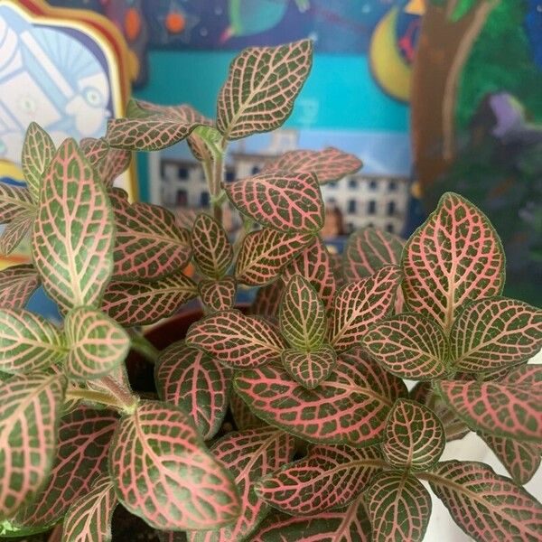 Fittonia albivenis 葉