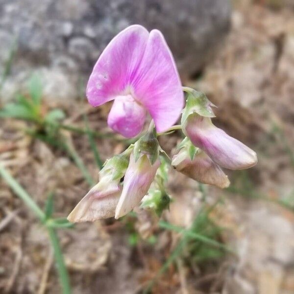 Lathyrus sylvestris Blomst