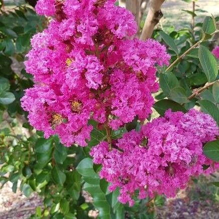 Lagerstroemia indica Flower