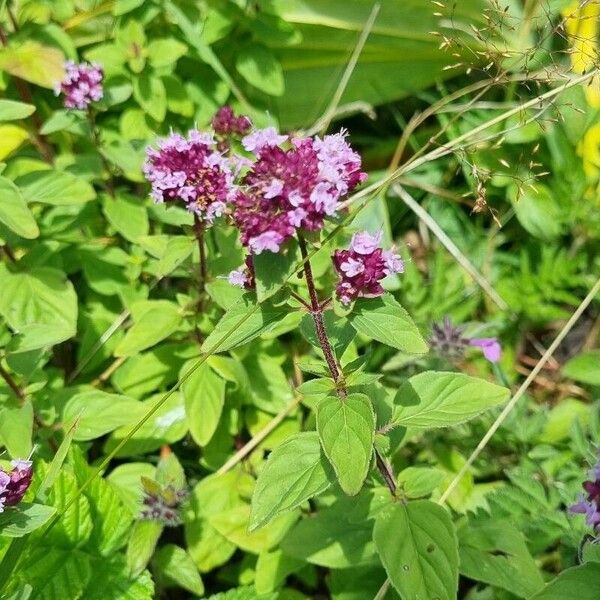 Origanum vulgare Květ