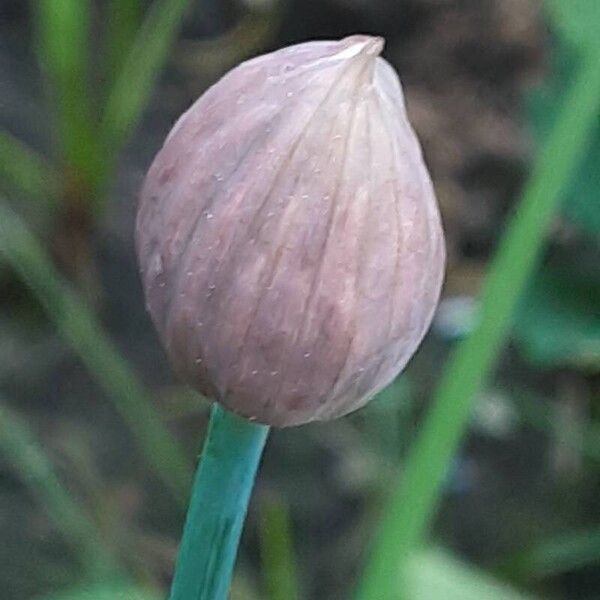 Allium schoenoprasum Flower