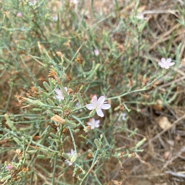 Stephanomeria exigua Lorea