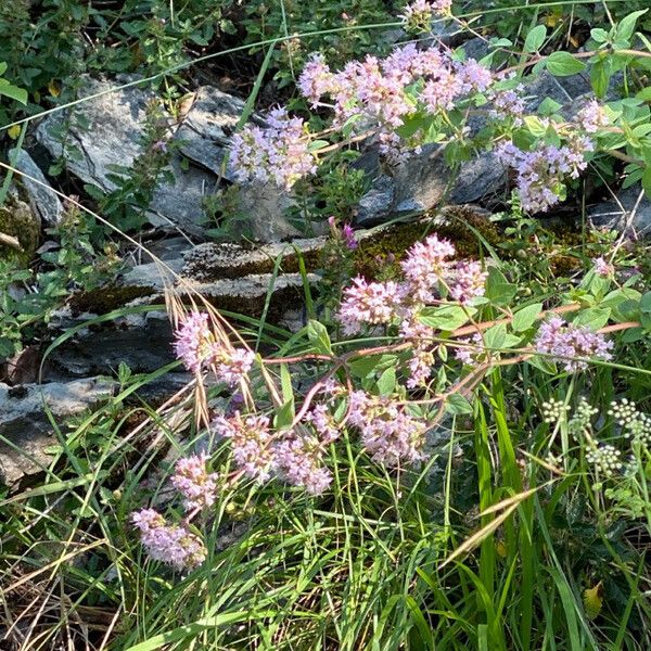 Origanum vulgare Çiçek